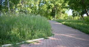 В Котельниче всё быльем поросло. #Народные новости