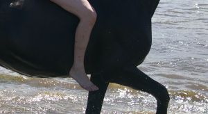 В районе появились конокрады