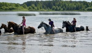 Купание лошадей на конеферме агрофирмы "Колхоз Путь Ленина"