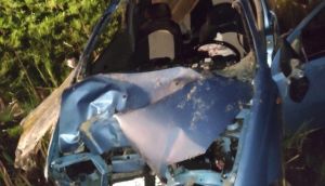 "Шевроле" сбила лося. Водитель госпитализирован