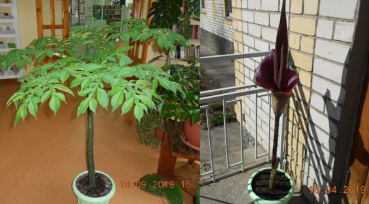 В Котельничской библиотеке растет и развивается цветок-монстр