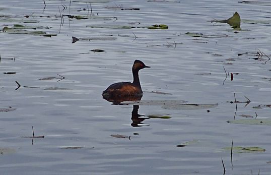 Новый &laquo;краснокнижный&raquo; вид в &laquo;Нургуше&raquo;