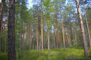 Двое суток у Васёвки искали заблудившегося рыбака