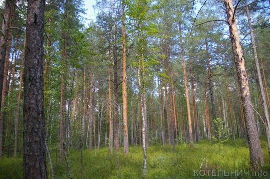 Двое суток у Васёвки искали заблудившегося рыбака