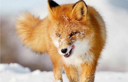 Бешенство окружает