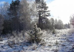 Конкурс &laquo;Лесная красавица&raquo;