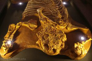 Палеонтологический музей просит помочь всех неравнодушных