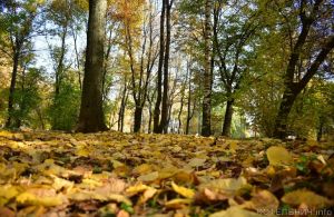 Еще можно успеть пошуршать упавшей листвой