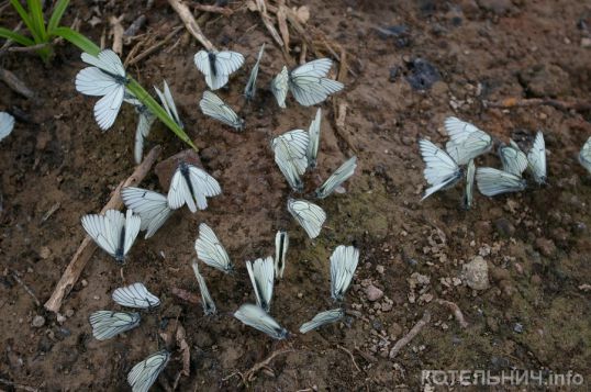 Крылатые &laquo;чудовища&raquo; атакуют котельничан