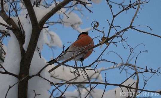 Котельничский "твиттер"