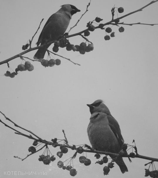 Котельнич: годы и люди