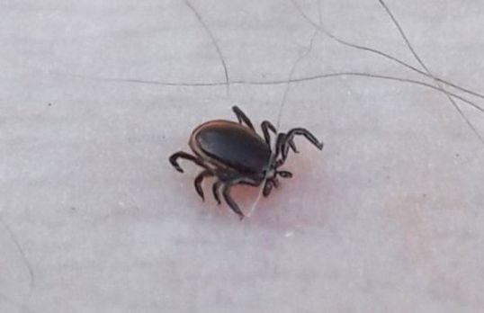 Клещевой энцефалит: заболеваемость в 4 раза выше