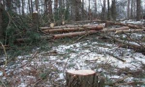 Напилил на срок