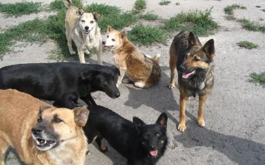 Живодер не находится