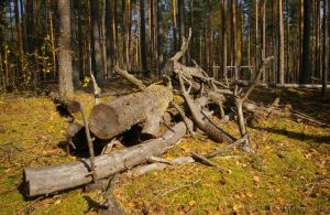 В Котельниче еще один "черный лесоруб" пойдет под суд