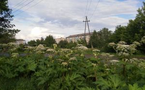 Ядовитые растения в городе