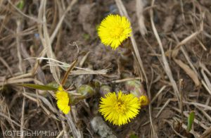 В Котельнич пришла весна