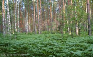 Парки на марше