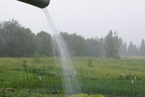 Картошкина радость