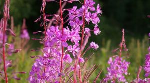 Лето вспомнит про Котельнич