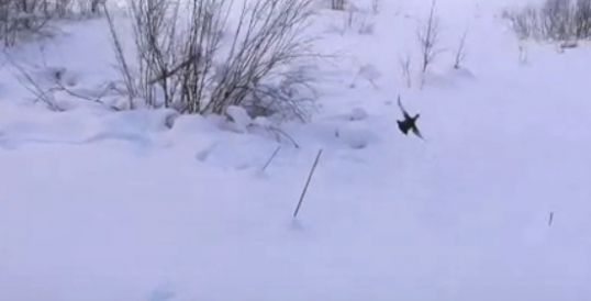 Тетерева в Нургуше. ВИДЕО