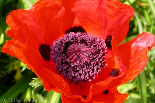 Цветок мака обошелся в тысячу рублей