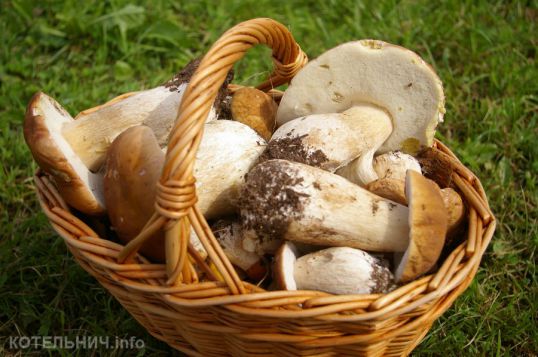 Пропал грибник