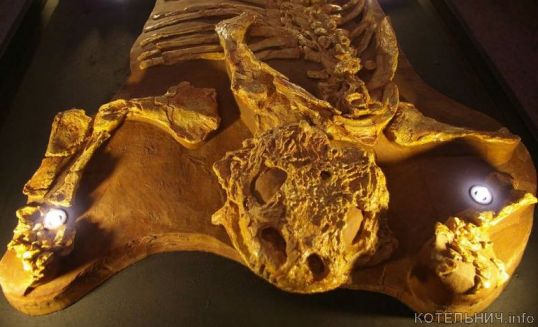 В Котельниче отметят День фоссилий