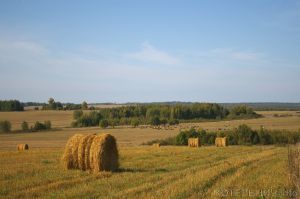 Жара допекла
