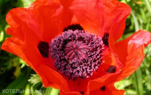 Гараж с маковой соломой