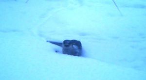 В Нургуше сфотографировали семью выдр