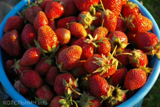 Созрела клубника