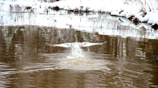 Гадкий утенок заповедника Нургуш