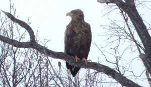 Знаменитый обитатель Нургуша