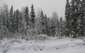 На лыжах по заповеднику