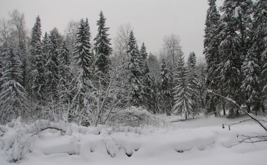 На лыжах по заповеднику