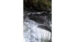 Реку Куринку в Котельничском районе загрязняют стоками молочной промышленности