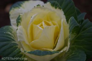 &laquo;Капустная&raquo; роза