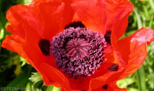 Любительница мака предстанет перед судом