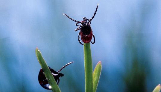 Клещи активны