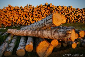 Черному лесорубу дали 4 года