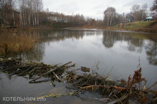 Бобры запрудили Балакиревицу