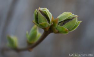 Котельнич сегодня