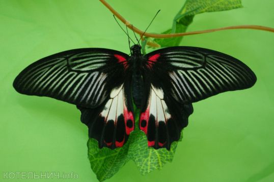 Частичка лета в феврале