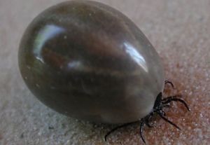 Блог спасского аборигена. Про мерзость