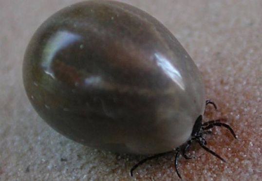 Блог спасского аборигена. Про мерзость