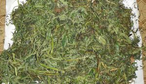 В сарае нашли марихуану