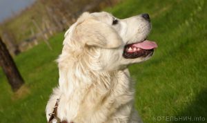 Привейте собачек