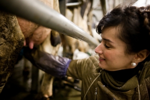 Тина Канделаки подоила вятскую корову