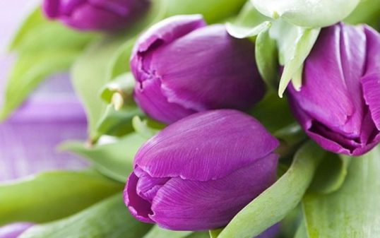 Цветочная битва: &laquo;День матери&raquo; vs &laquo;8 Марта&raquo;